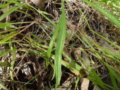 Plantago gaudichaudii