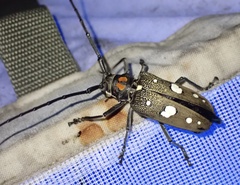 Batocera celebiana