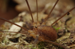 Nelima