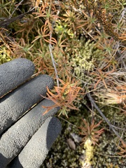 Dracophyllum recurvum