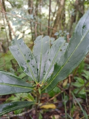 Ardisia crispa