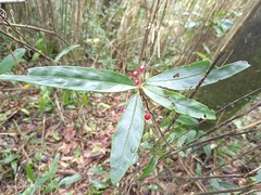 Ardisia crispa