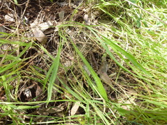 Plantago gaudichaudii