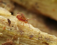 Dicyrtomina