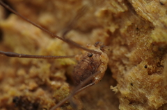 Nelima