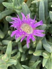 Carpobrotus rossii