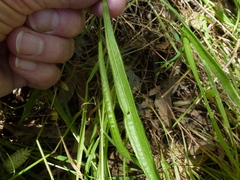 Plantago gaudichaudii