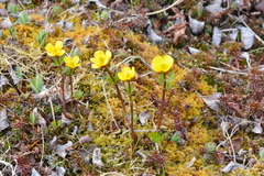 Ranunculus nivalis