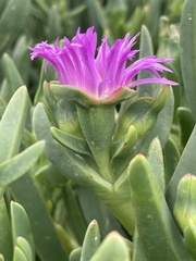 Carpobrotus rossii