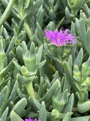 Carpobrotus rossii