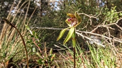 Caladenia testacea