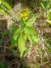 Solidago azorica