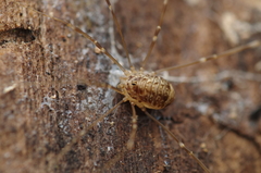 Leiobunum blackwalli