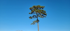 Pinus echinata