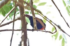 Chalcomitra senegalensis