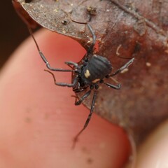 Nemastoma bimaculatum