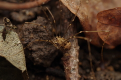 Leiobunum blackwalli