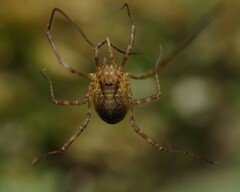 Oligolophus hanseni