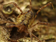 Oligolophus hanseni