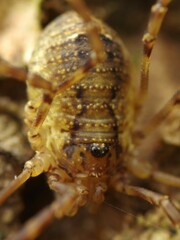 Oligolophus hanseni