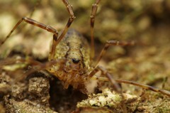 Oligolophus hanseni