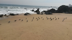 Leucophaeus modestus