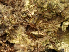 Oligolophus hanseni