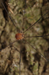 Leiobunum blackwalli