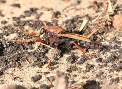 Asilus barbarus