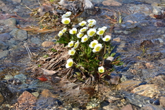 Ranunculus glacialis camissonis