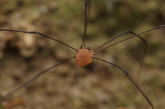 Leiobunum blackwalli