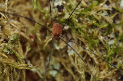 Leiobunum blackwalli