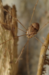 Leiobunum blackwalli