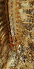 Scutigera coleoptrata