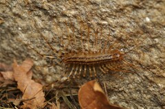 Scutigera coleoptrata