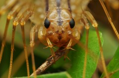 Scutigera coleoptrata