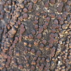 Hypoxylaceae