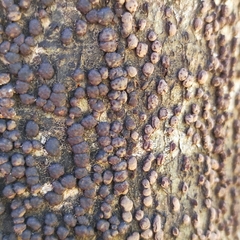 Hypoxylaceae