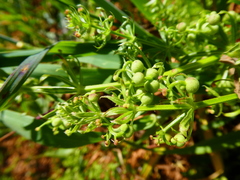 Galium tricornutum