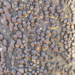 Hypoxylaceae