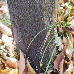 Hypoxylaceae