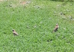 Plocepasser mahali mahali