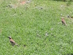 Plocepasser mahali mahali