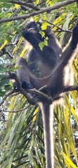 Trachypithecus obscurus