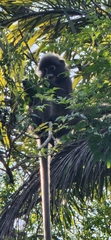 Trachypithecus obscurus