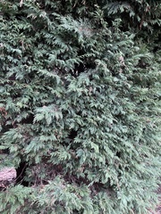 Chamaecyparis pisifera