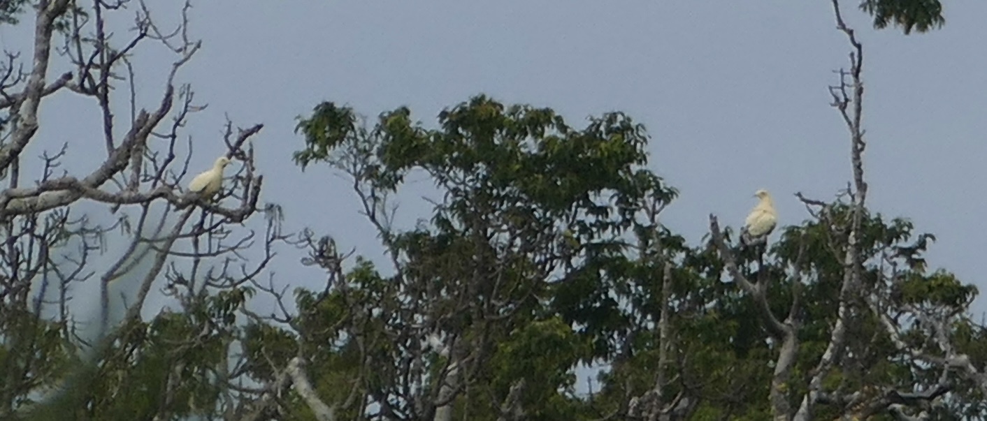 Silver-tipped Imperial Pigeon (Ducula luctuosa), photo 3