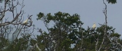 Ducula luctuosa