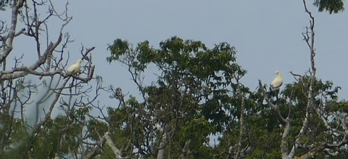 Silver-tipped Imperial Pigeon (Ducula luctuosa), photo 4