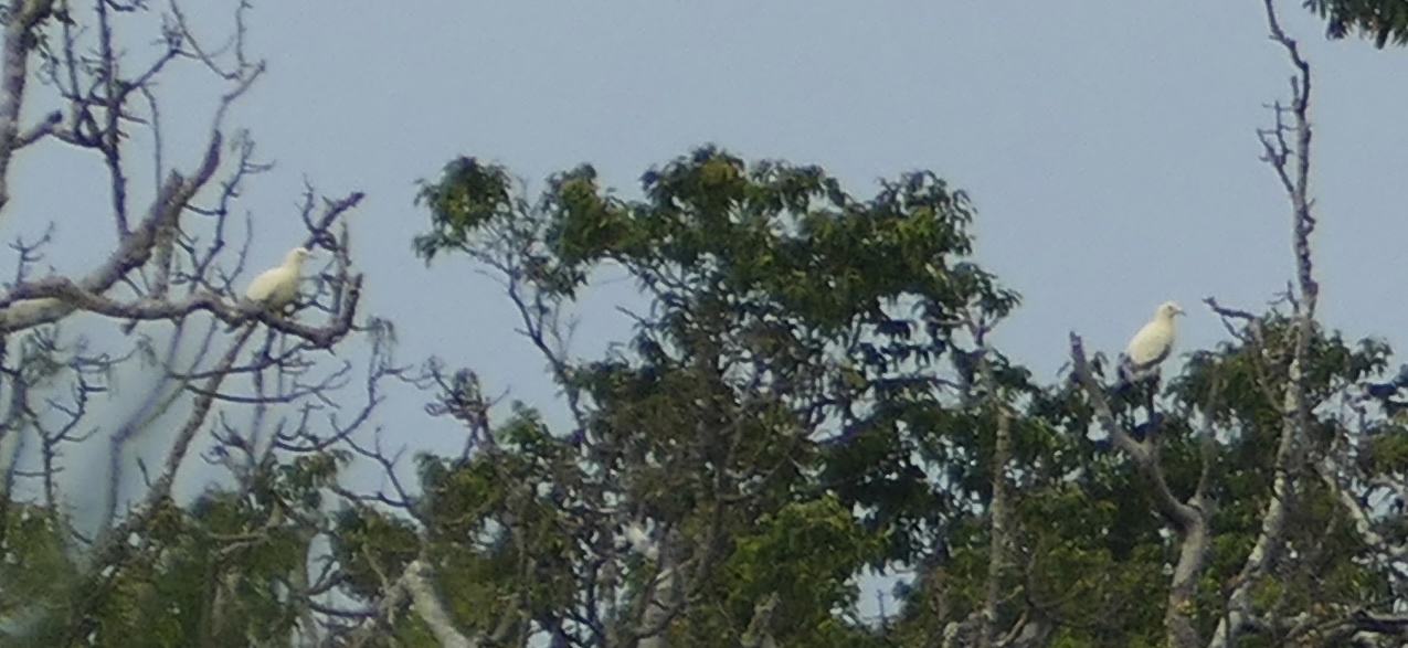 Silver-tipped Imperial Pigeon (Ducula luctuosa), photo 5